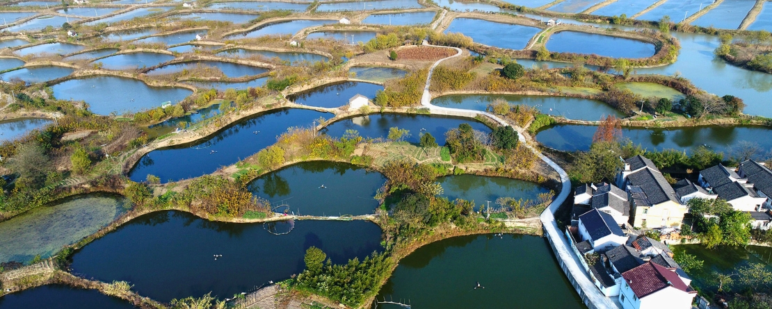 Photo courtesy of GIAHS: Zhejiang Huzhou Mulberry-dyke and Fish Pond System Photo courtesy of GIAHS: Zhejiang Huzhou Mulberry-dyke and Fish Pond System
