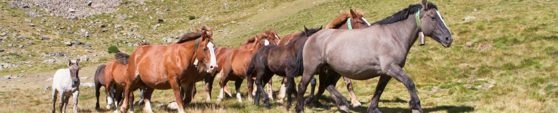 Andorra Andorra