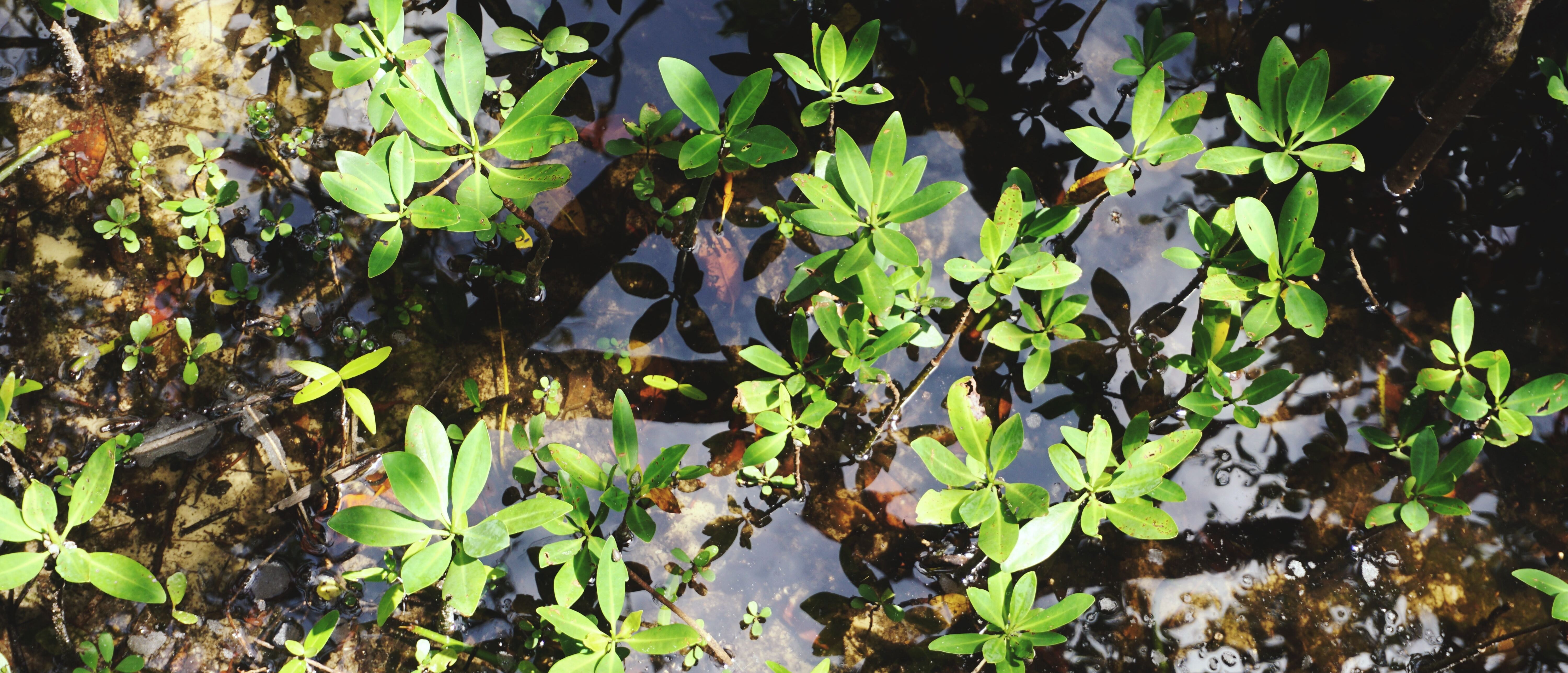 ©Unsplash/The Tampa Bay Estuary Program ©Unsplash/The Tampa Bay Estuary Program