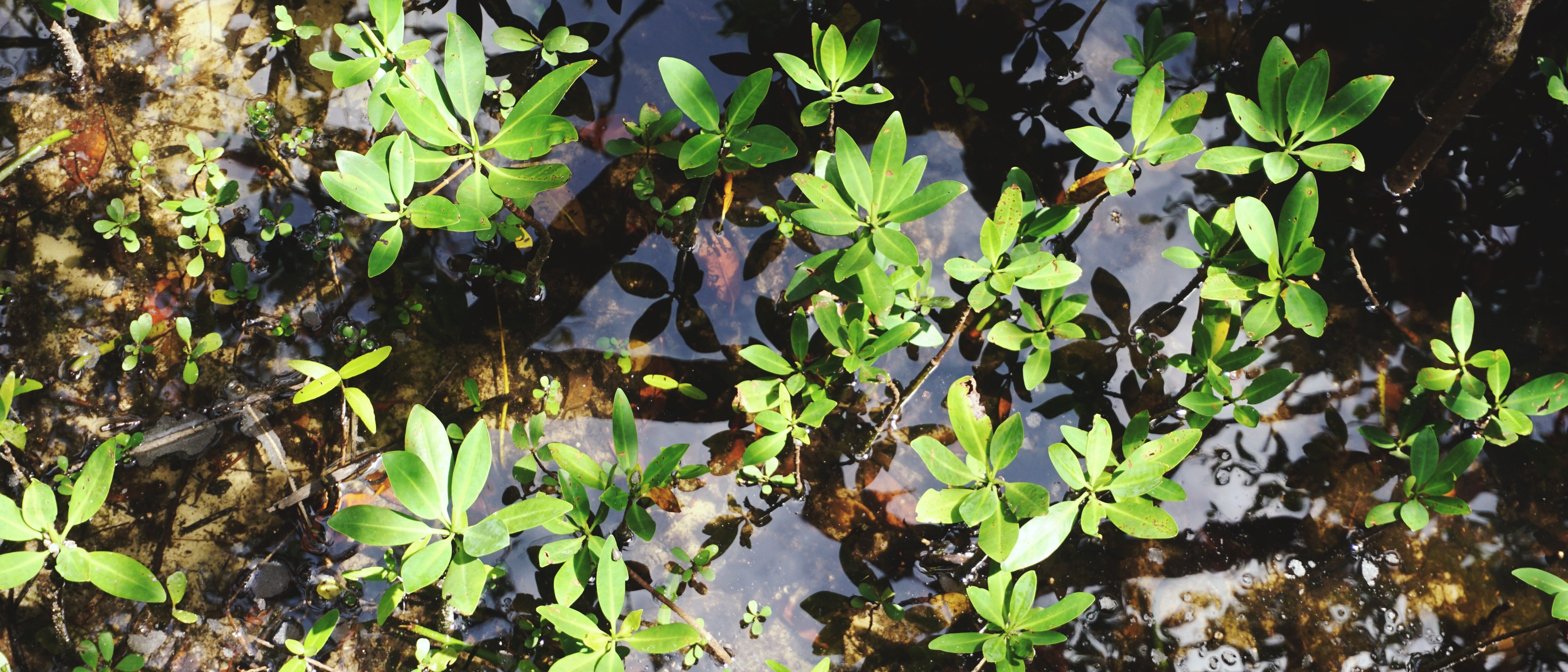 ©Unsplash/The Tampa Bay Estuary Program