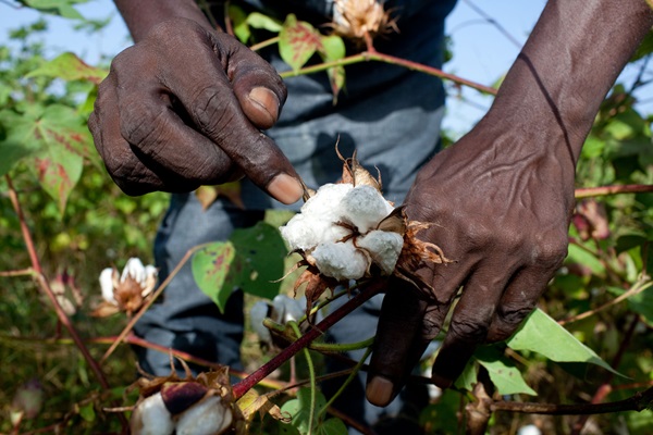cotton-day