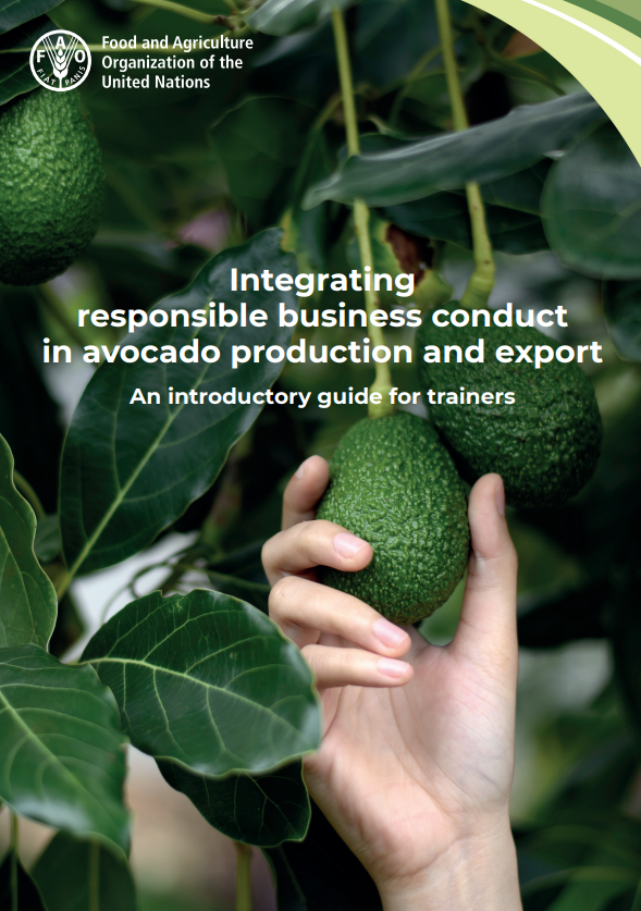 RBC AVOCADOS TRAINER