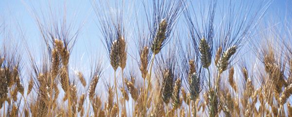 WTO commitments and support to Russian agriculture: issues and possible solutions