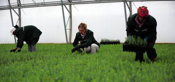 Integration processes in the CIS region and their implications for agricultural trade