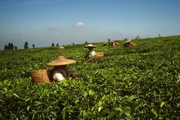 Twenty-second session of the Intergovernmental Group on Tea