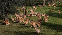 chickens-FAO_25039
