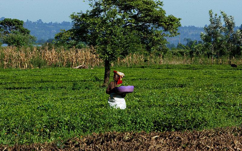 Día Internacional del Té de 2023: apoyar a los pequeños productores de té forma parte integral de la transformación de los sistemas agroalimentarios