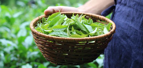 Twenty-third Session of the Intergovernmental Group on Tea