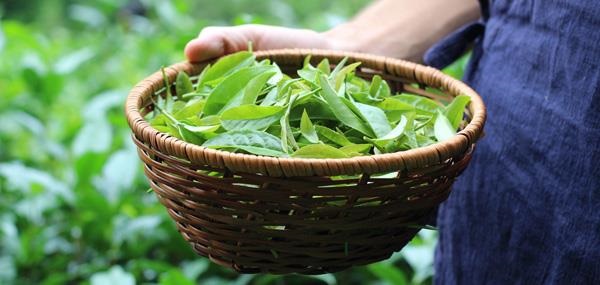 tea_header_600_01
