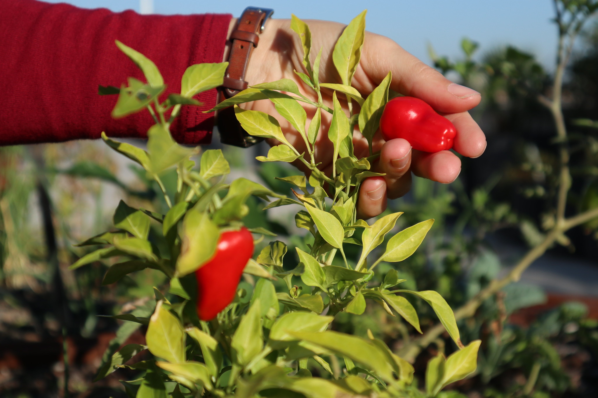 GROW Agrobiodiversity in a changing climate