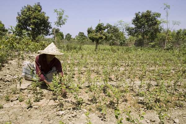 ©FAO/Giulio Napolitano