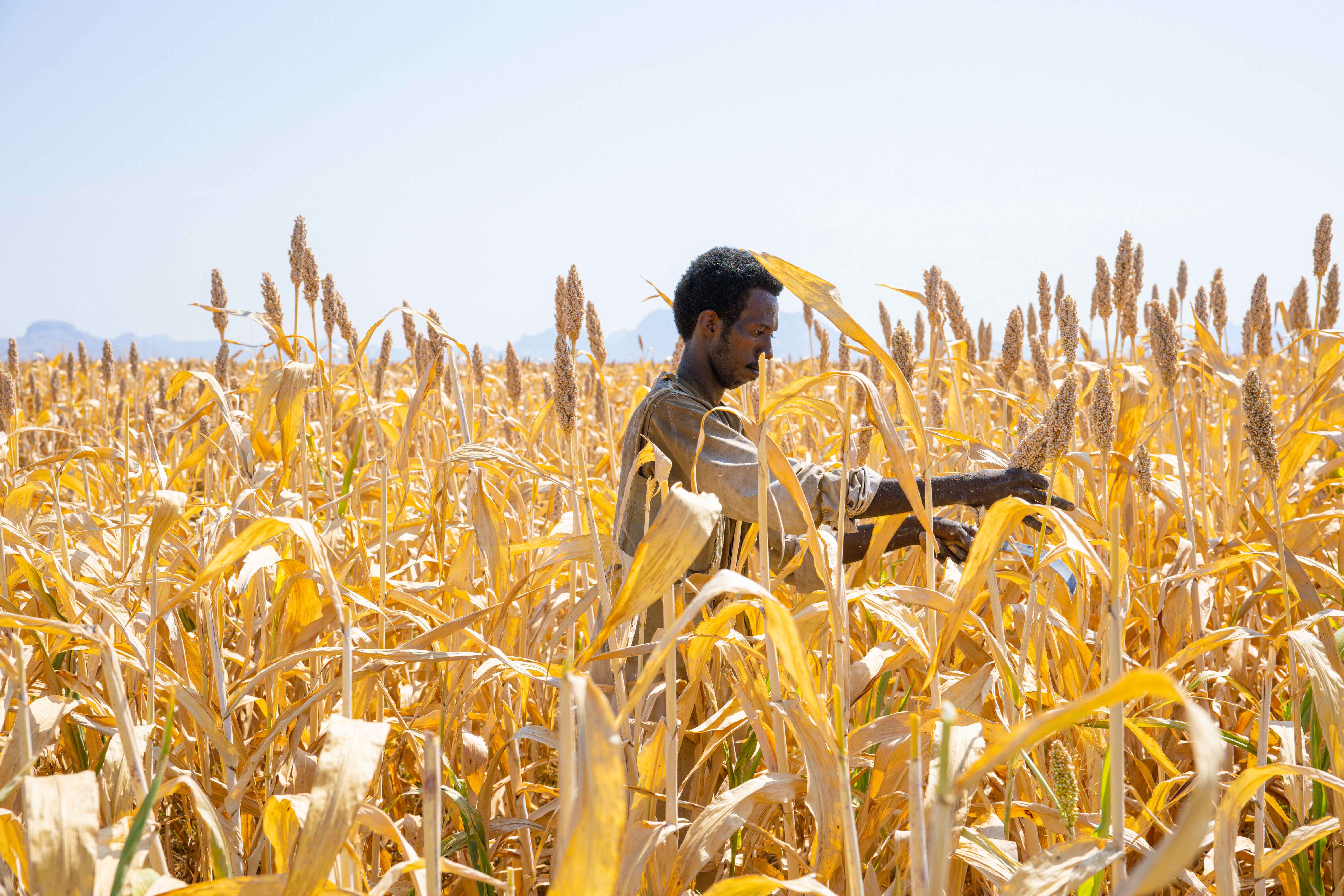 ©FAO/Mahmoud Shamrouk