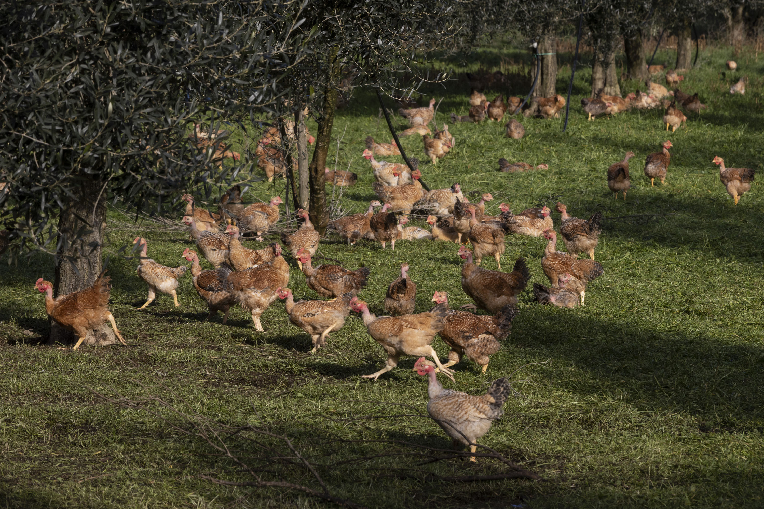 ©FAO/Riccardo De Luca