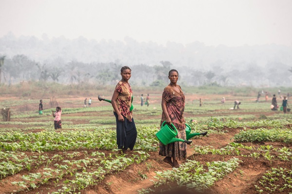 ©FAO/Junior D. Kannah