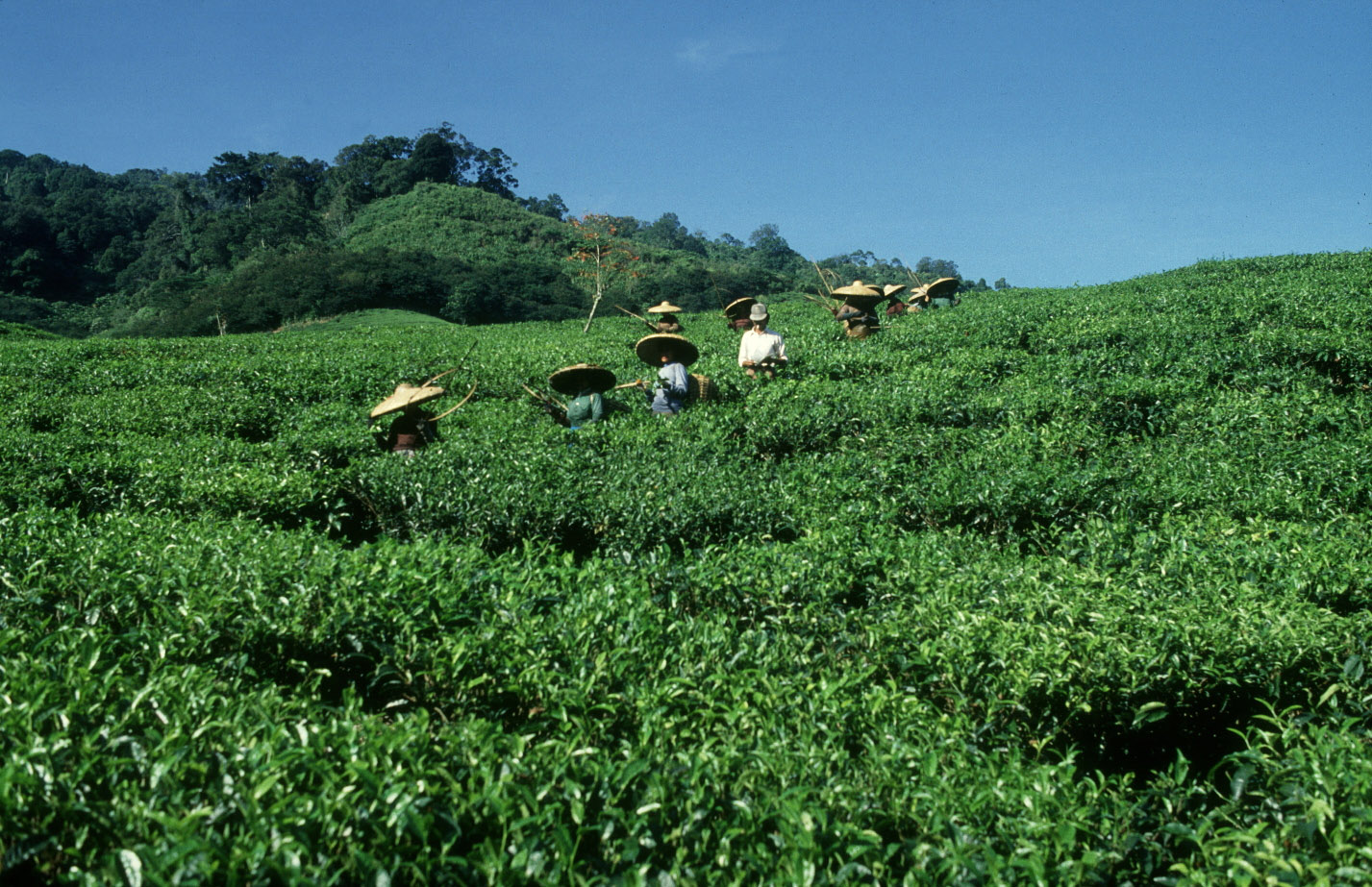 ©FAO/Roberto Faidutti