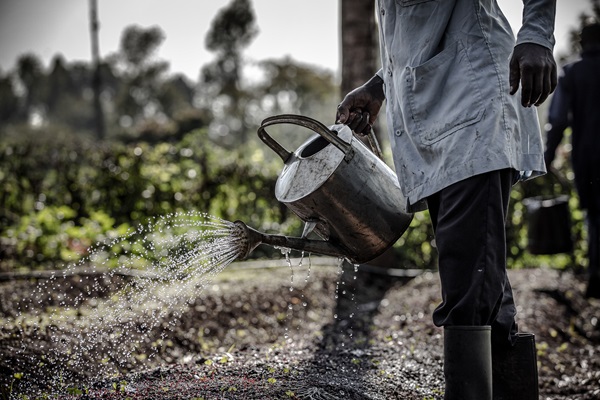 ©FAO/ Luis Tato