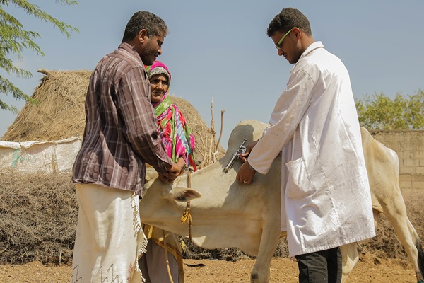 ©FAO/Abdulhakim