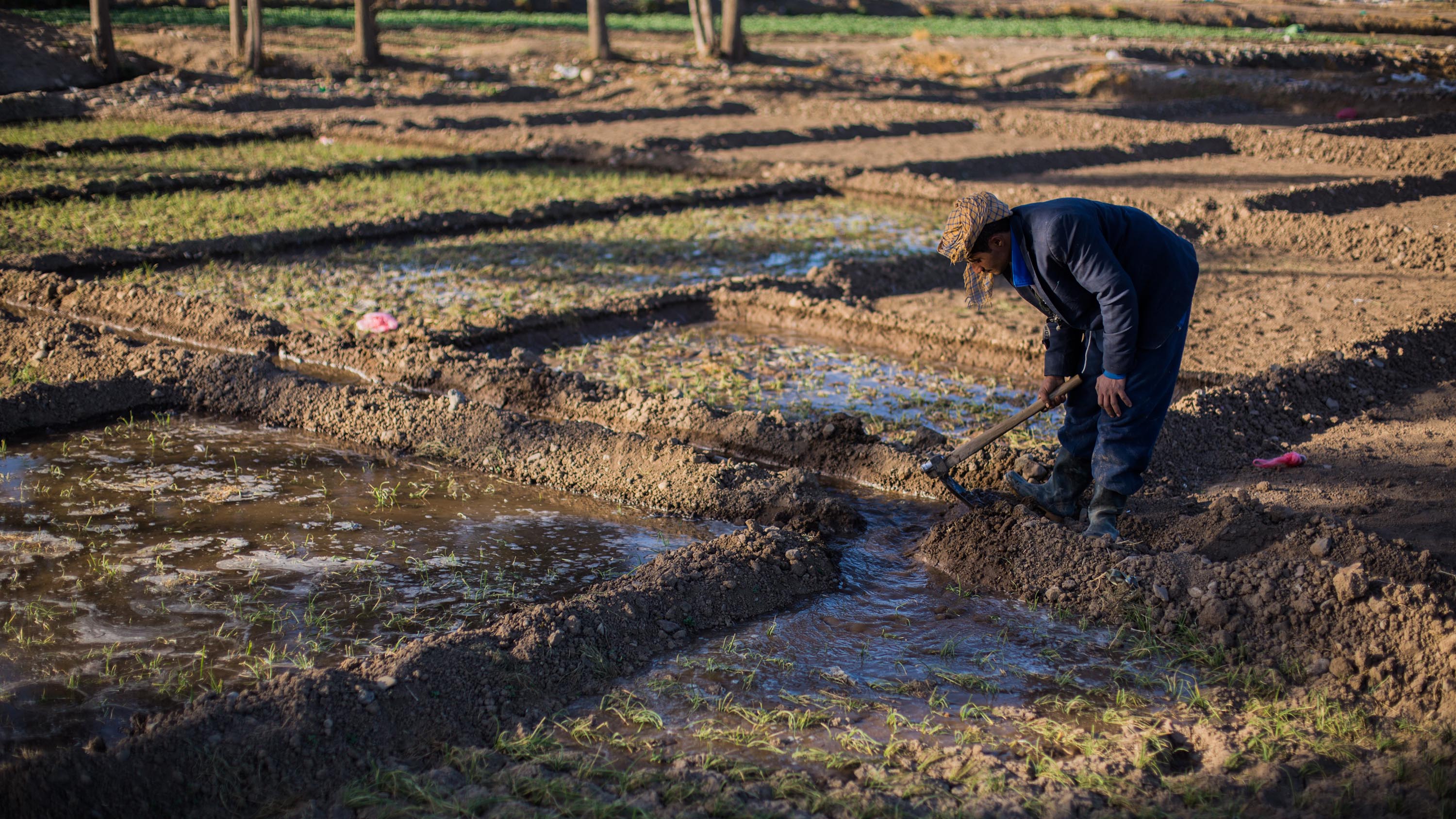 ©FAO/Soliman Ahmed