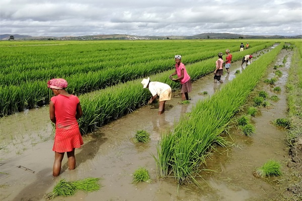 ©FAO/Fanilo Randriatsizafy