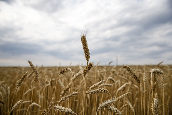 ©FAO/Maxim Zmeyev