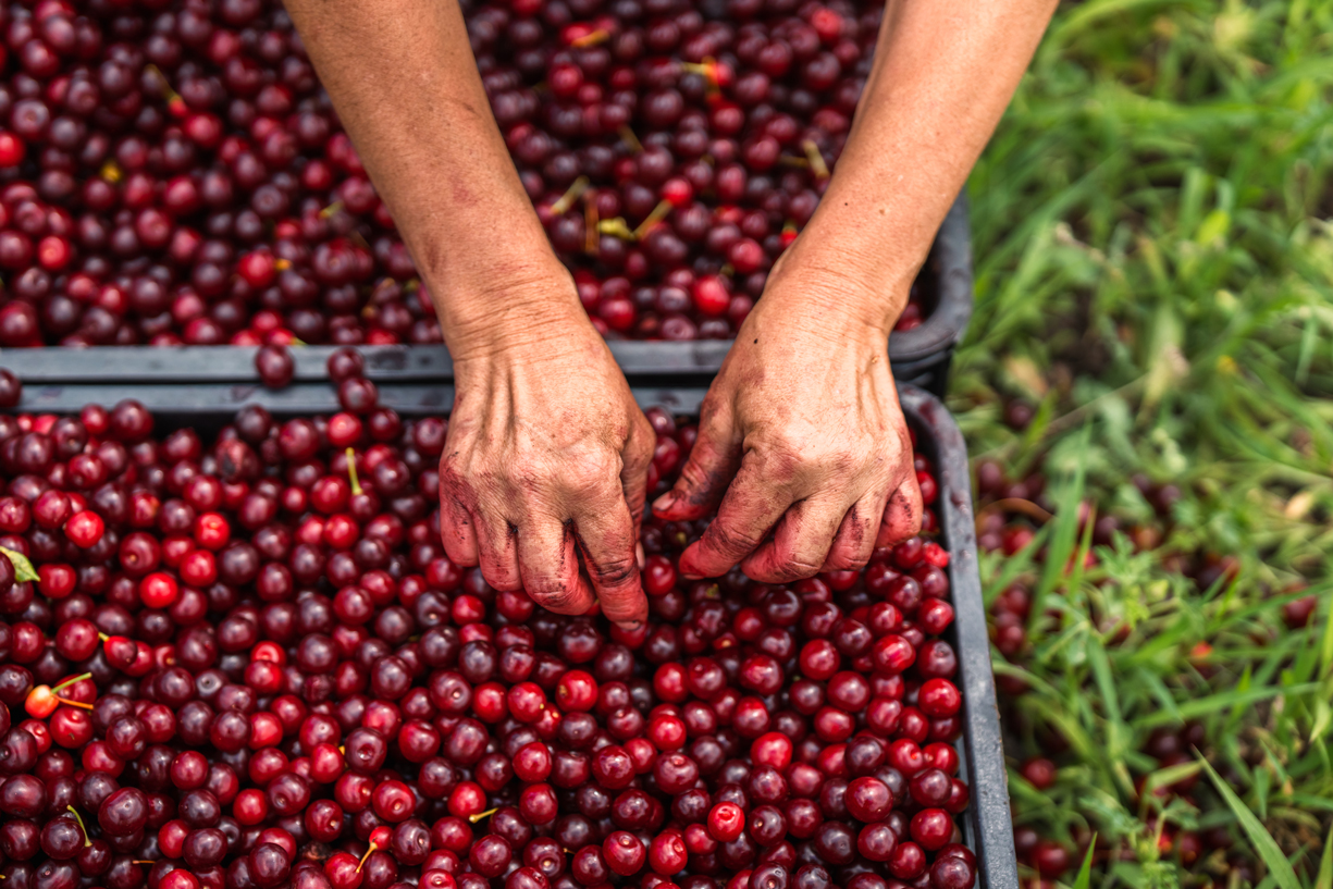 Living and breathing gastronomic traditions in Serbia