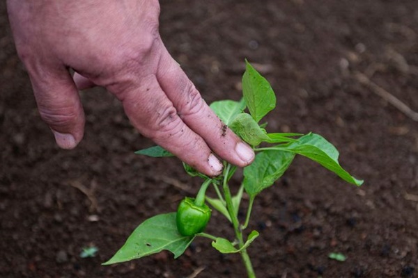 9.december.2022.Regional webinar fosters more sustainable soil management.FAO. Andrew Caballero-Reynolds.1110x476 px