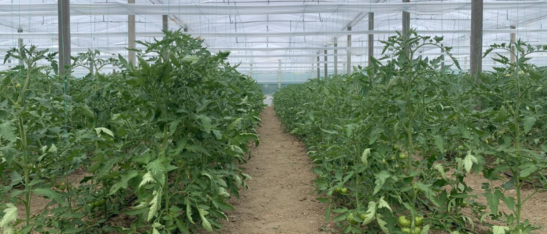 Advancing climate-smart agriculture in Albania
