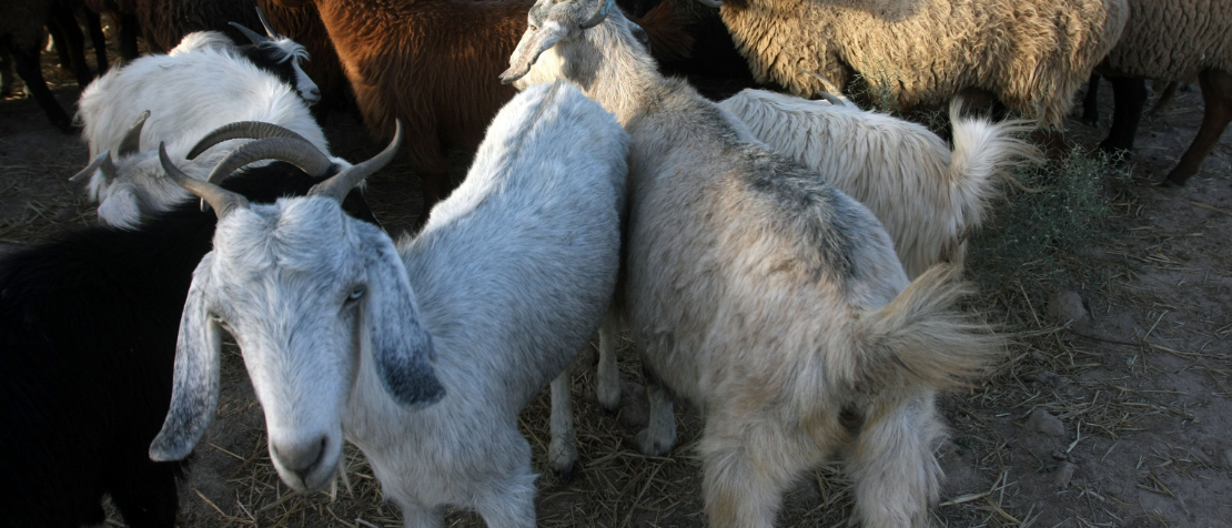 FAO: Cross-border collaboration is key to eradicate peste des petits ruminants by 2030