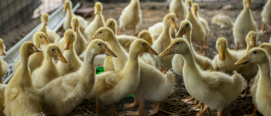 FAO launches two-year initiative to prevent antimicrobial resistance in the Moldovan agrifood sector
