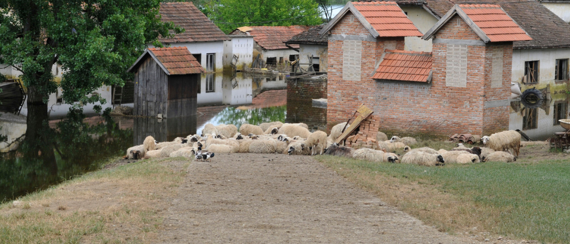 New FAO-LEGS publication highlights pathways to resilience for crisis-hit farmers in Eastern Europe and Central Asia