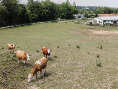 FAO regional workshop discusses response to ruminant disease outbreaks in Europe