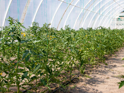 FAO urges efficient and sustainable water management at the Hamburg Sustainability Conference
