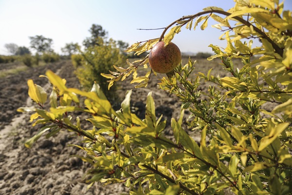 FAO-Albania