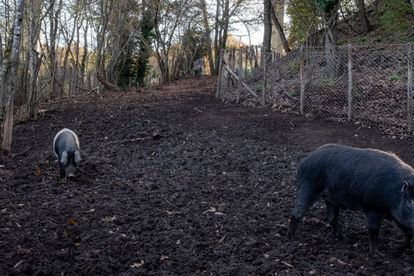 wild boar in Italy