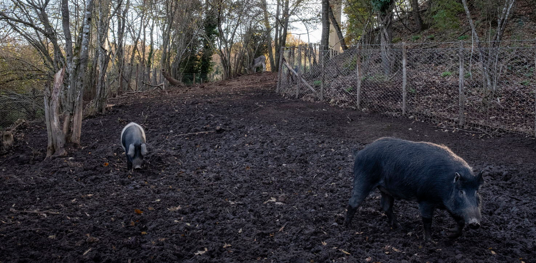 Finetuning prevention and early detection of African swine fever