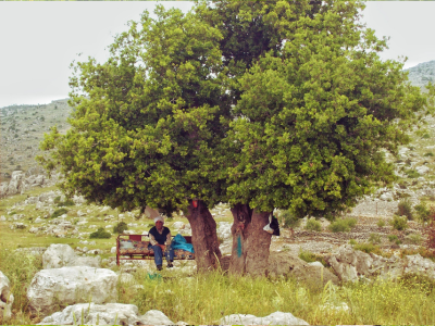 Mediterranean forest