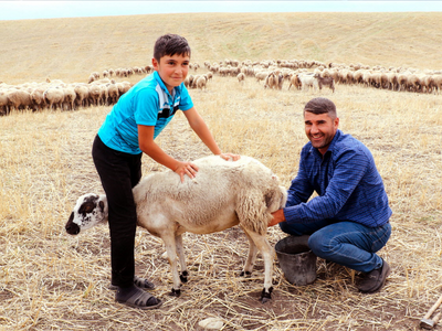 livestock farmer Azerbaijan