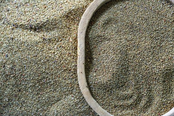 Millet the forgotten crop is making a comeback 21sep2023