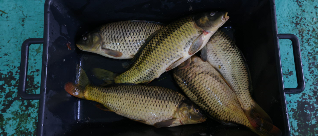 North Macedonia’s membership in European commission will boost sustainable aquaculture