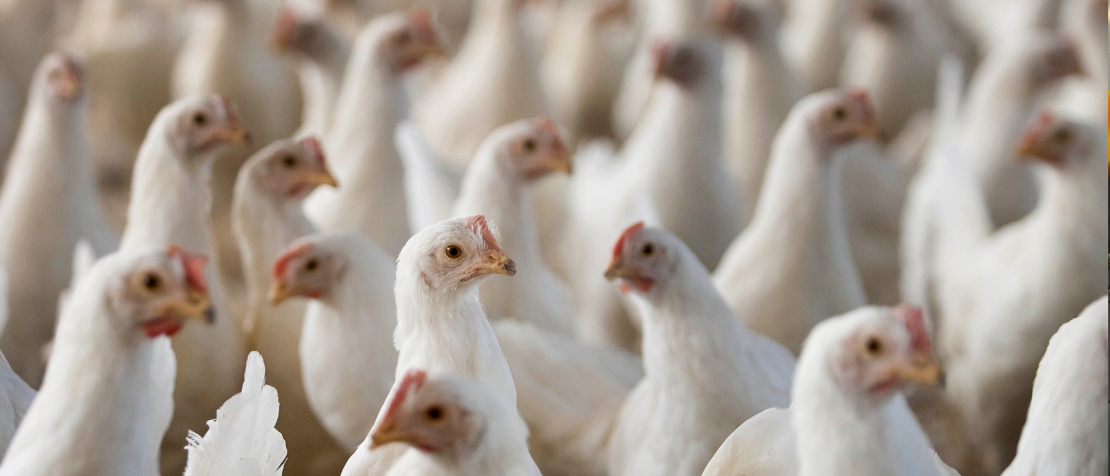 Online training by FAO enhances the preparedness of European veterinarians against avian flu