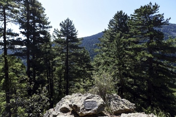 Regional leaders agree in Skopje—Sustainable forest restoration is critical2