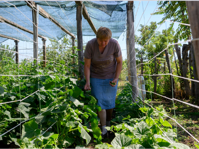 Serbian smallholder