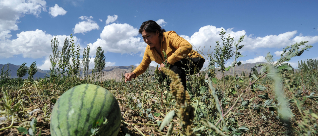 Soil remediation and green technologies offer solutions to pesticide pollution and soil sustainability