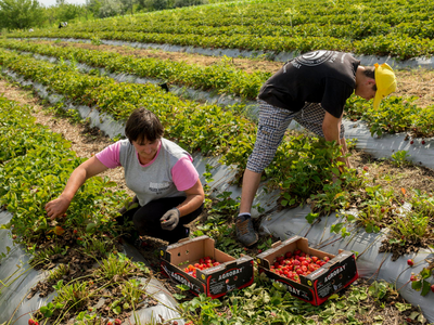 strawberry harvest