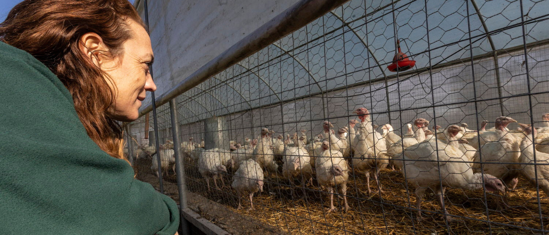 Veterinarians take virtual training to fight transboundary animal diseases