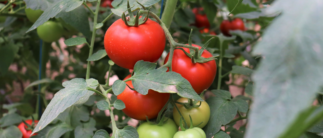 Uzbekistan scores well on school food and nutrition