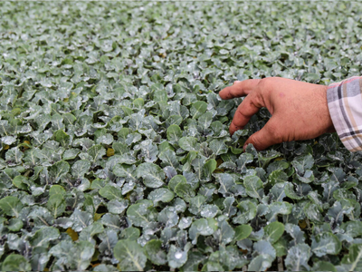 vegetable production Albania