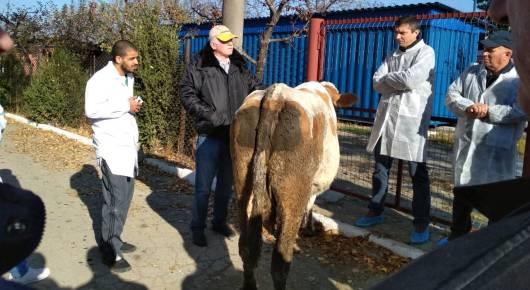 Train of trainers program for field veterinarians on LSD in Moldova (TCP/RER/3605)