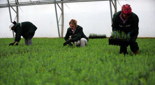 Improving diversity and public perception of the forest sector workforce for green recovery