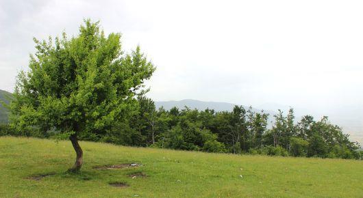 Eastern and Southeastern Europe commits to restore more than 4 million hectares of land by 2030